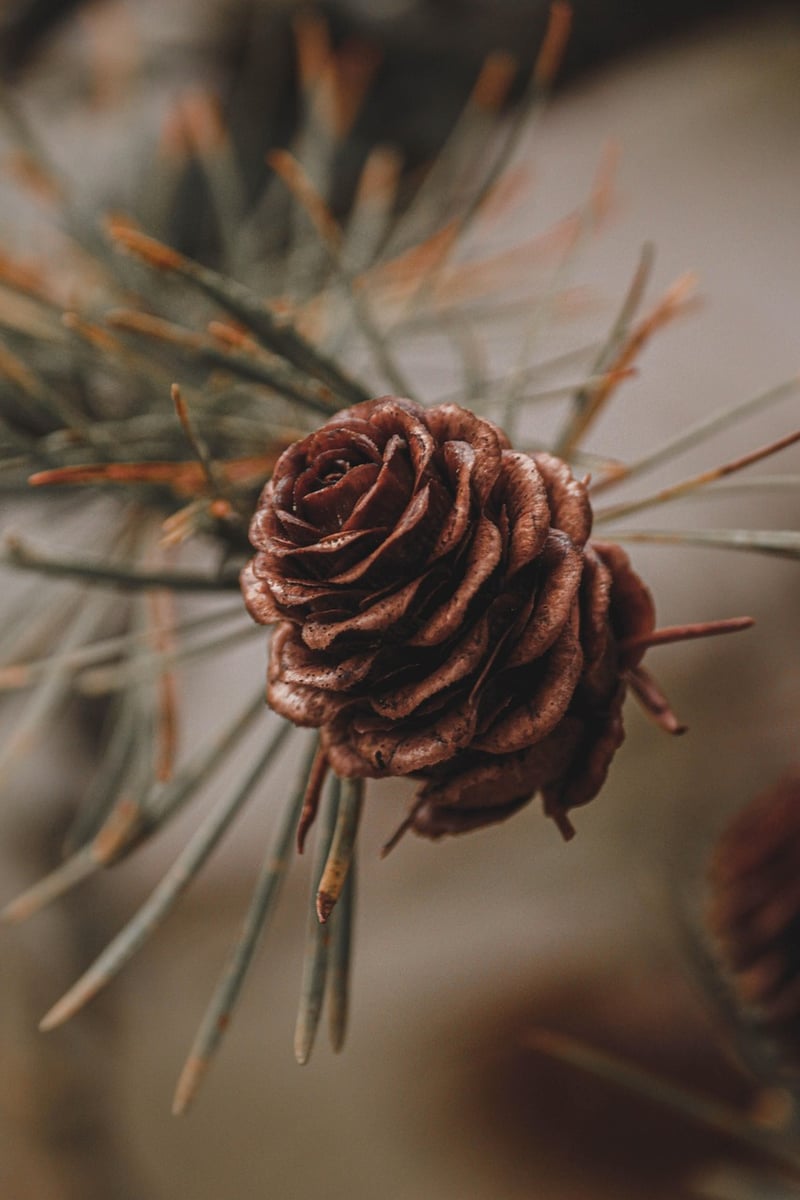 Pinecone Candles